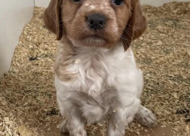 Conseils à l’adoption de chiens : réussir votre choix