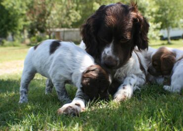 Pension canine et dressage en Sud-Gironde : une prise en charge complète pour votre chien