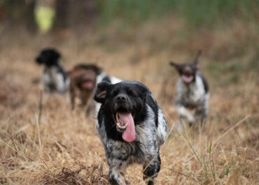 Education canine à mios : astuces pour un chien bien dans ses pattes