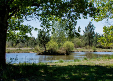 Pension pour chiens à Mios en Gironde : votre compagnon entre de bonnes mains