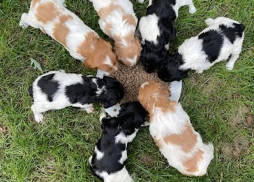 Élevage de braques allemands et d’épagneuls bretons près d’Arcachon : La Haille au Loup, une référence en Gironde