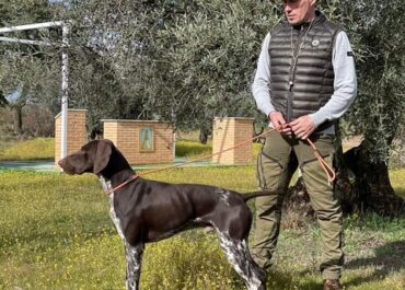 Dressage de chiens à Le Teich : éducation canine personnalisée près du Bassin d’Arcachon