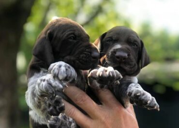 Élevage et accompagnement de chiens de chasse en Gironde