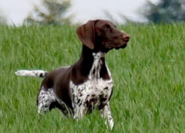 Préparation à la chasse à Gujan-Mestras : mise en condition optimale